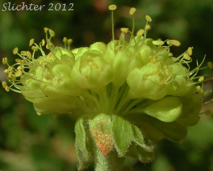 Close-up sideview of the inflorescence of Sulfur Buckwheat, Sulfur-flower Buckwheat: Eriogonum umbellatum var. hypoleium (Synonym: Eriogonum umbellatum ssp. hypoleium)
