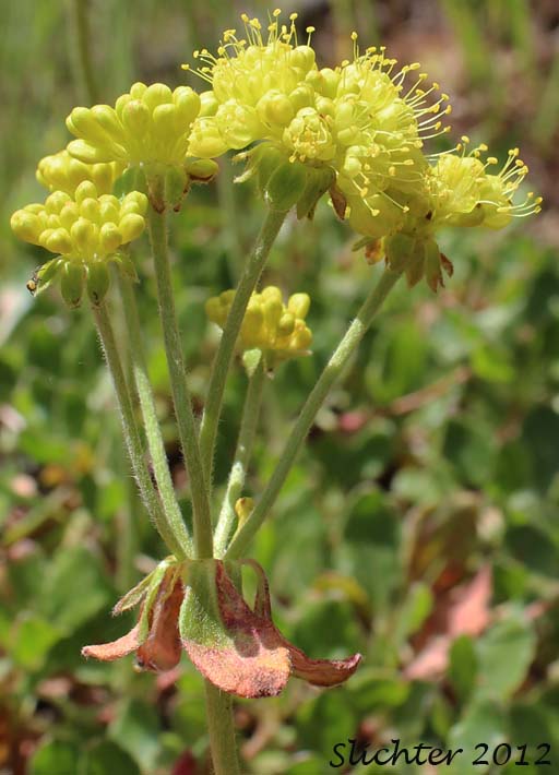 Close-up of the inflorescence of Sulfur Buckwheat, Sulfur-flower Buckwheat: Eriogonum umbellatum var. hypoleium (Synonym: Eriogonum umbellatum ssp. hypoleium)