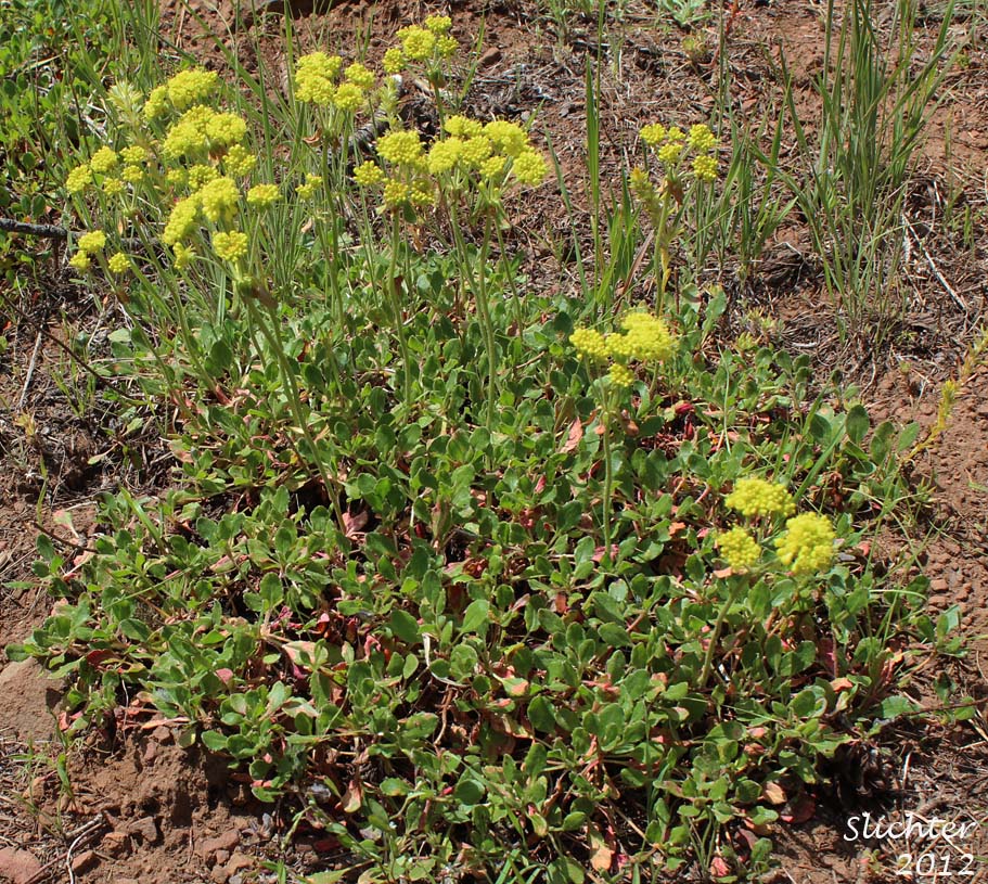 Sulfur Buckwheat, Sulfur-flower Buckwheat: Eriogonum umbellatum var. hypoleium (Synonym: Eriogonum umbellatum ssp. hypoleium)