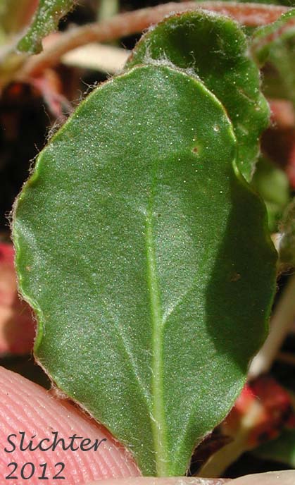 Ventral leaf surface of Sulfur Buckwheat, Sulfur-flower Buckwheat: Eriogonum umbellatum var. hypoleium (Synonym: Eriogonum umbellatum ssp. hypoleium)