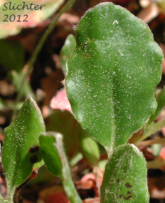 Dorsal leaf surface of Sulfur Buckwheat, Sulfur-flower Buckwheat: Eriogonum umbellatum var. hypoleium (Synonym: Eriogonum umbellatum ssp. hypoleium)