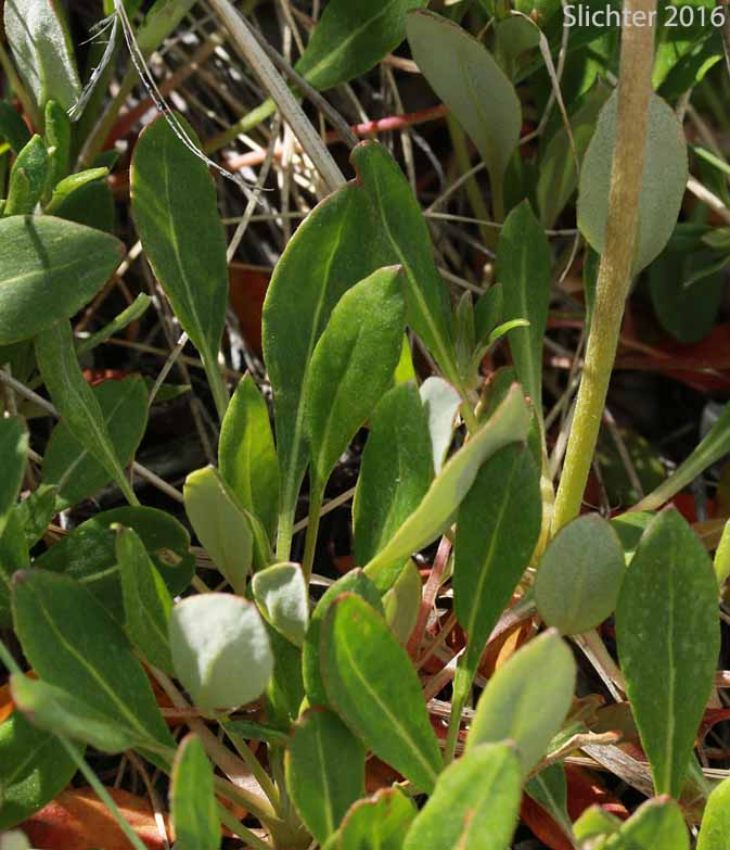 Basal leaves of Sulfurflower, Sulfur Buckwheat, Sulphur-flower Buckwheat: Eriogonum umbellatum var. majus (Synonyms: Eriogonum heracleoides var. subalpinum, Eriogonum subalpinum, Eriogonum umbellatum ssp. majus, Eriogonum umbellatum var. subalpinum)