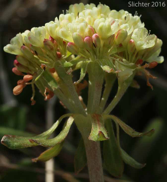 Inflorescence of Sulfurflower, Sulfur Buckwheat, Sulphur-flower Buckwheat: Eriogonum umbellatum var. majus (Synonyms: Eriogonum heracleoides var. subalpinum, Eriogonum subalpinum, Eriogonum umbellatum ssp. majus, Eriogonum umbellatum var. subalpinum)