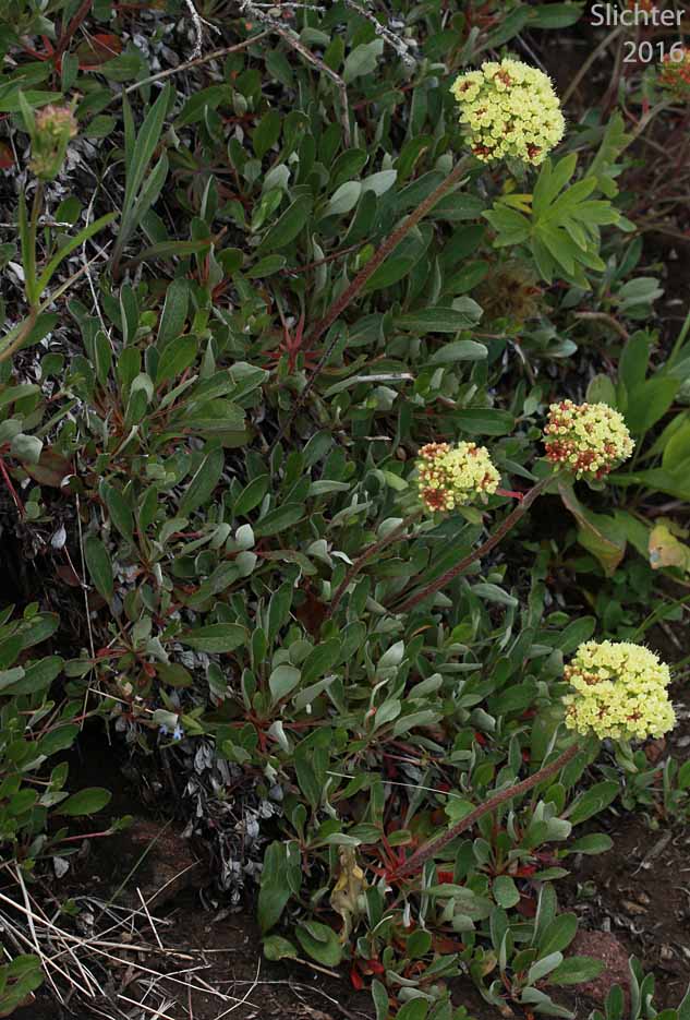 Sulfurflower, Sulfur Buckwheat, Sulphur-flower Buckwheat: Eriogonum umbellatum var. majus (Synonyms: Eriogonum heracleoides var. subalpinum, Eriogonum subalpinum, Eriogonum umbellatum ssp. majus, Eriogonum umbellatum var. subalpinum)