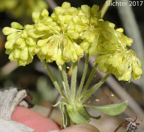 An umbellate of Modoc Sulphur Flower: Eriogonum umbellatum var. modocense (Synonym: Eriogonum umbellatum var. polyanthum)