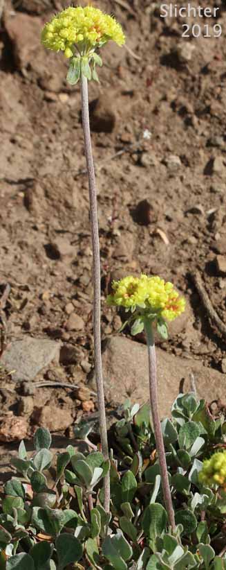 Modoc Sulphur Flower: Eriogonum umbellatum var. modocense (Synonym: Eriogonum umbellatum var. polyanthum)