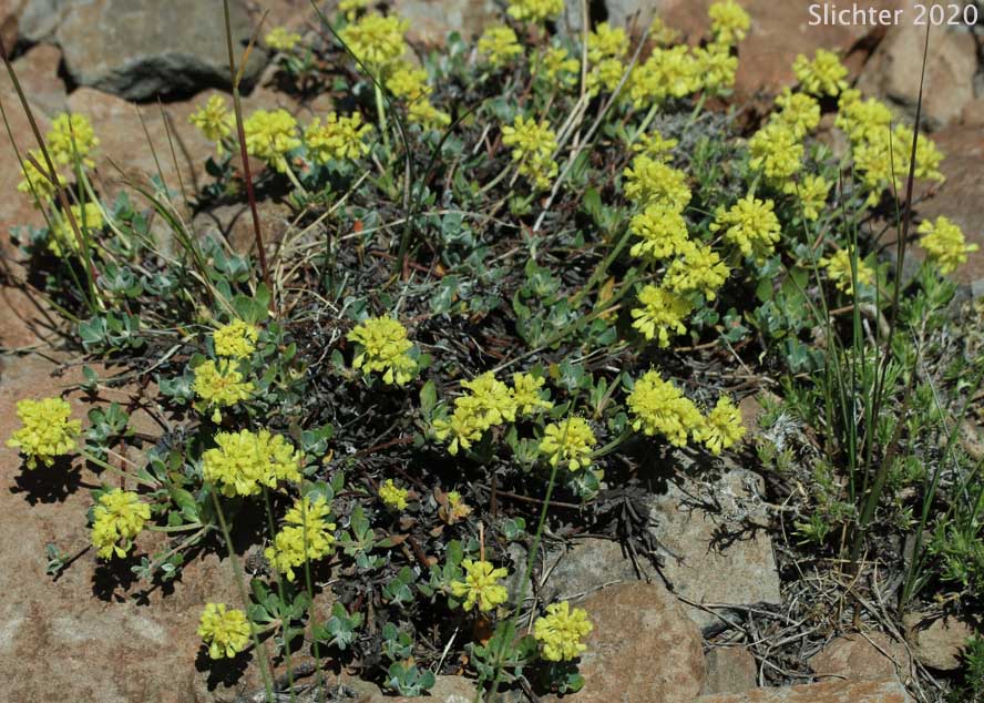 Modoc Sulphur Flower: Eriogonum umbellatum var. modocense (Synonym: Eriogonum umbellatum var. polyanthum)