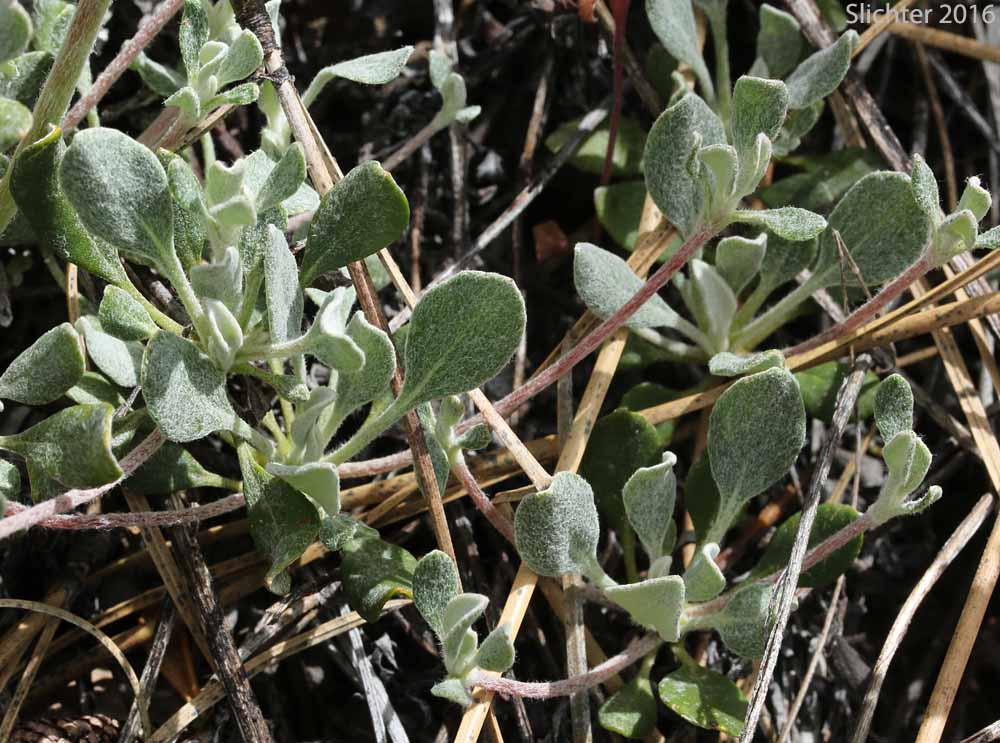 Leaves of Nevada Buckwheat, Nevada Sulphur Flower: Eriogonum umbellatum var. nevadense