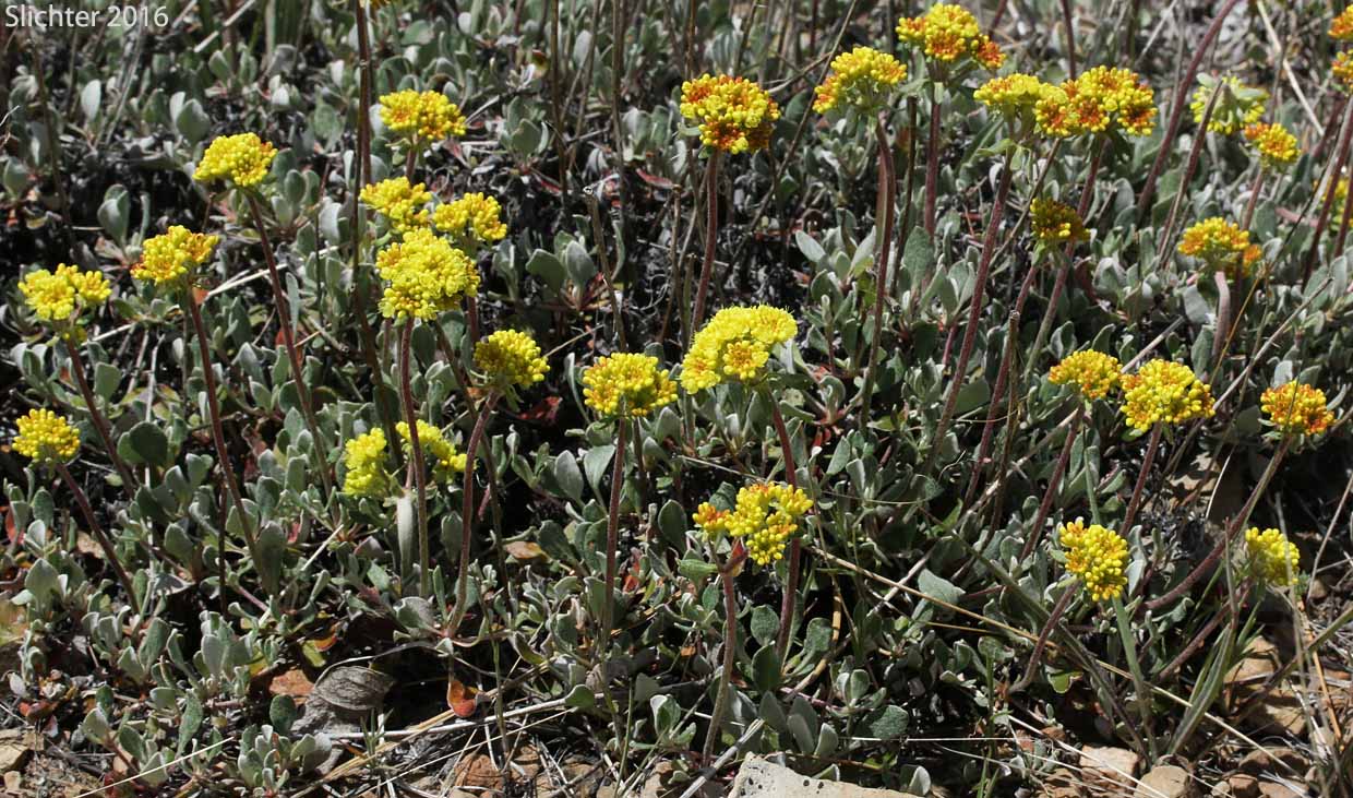 Nevada Buckwheat, Nevada Sulphur Flower: Eriogonum umbellatum var. nevadense