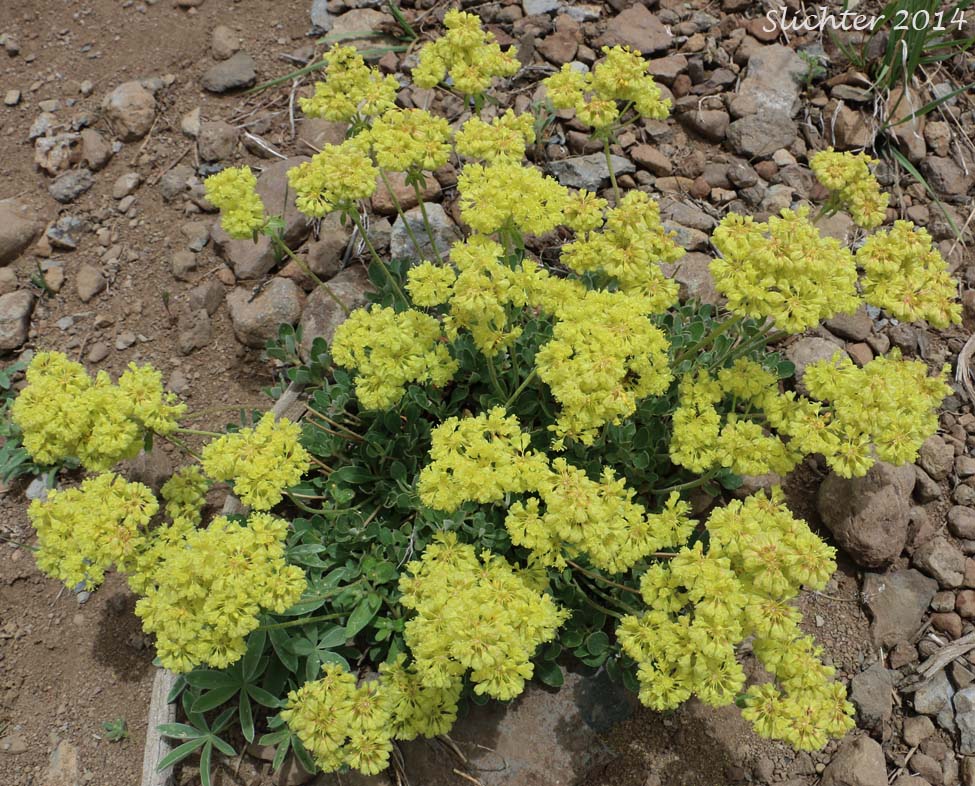 Nevada Buckwheat, Nevada Sulphur Flower: Eriogonum umbellatum var. nevadense