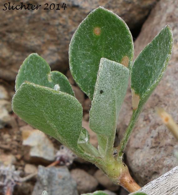 Basal leaves of Nevada Buckwheat, Nevada Sulphur Flower: Eriogonum umbellatum var. nevadense