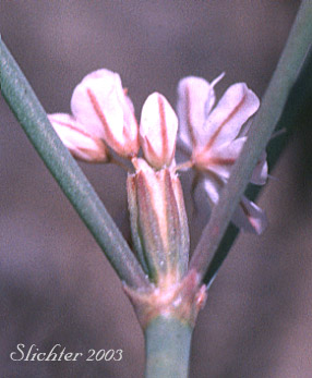Axillary inflorescence of Broom Buckwheat, Wickerstem Buckwheat: Eriogonum vimineum (Synonyms: Eriogonum shoshonense, Eriogonum vimineum ssp. shoshonense, Eriogonum vimineum var. shoshonense, Eriogonum vimineum var. shoshonense, Eriogonum vimineum var. vimineum)