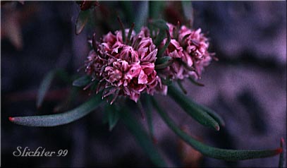 Closeflowered Knotweed, Close-flowered Knotweed, Fruitleaf Knotweed: Polygonum polygaloides ssp. confertiflorum (Synonyms: Polygonum confertiflorum, Polygonum imbricatum, Polygonum kelloggii var. confertiflorum, Polygonum watsonii)