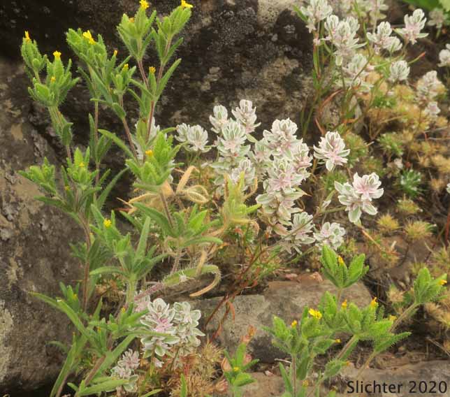 Cluster Tarweed, Mountain Tarplant, Mountain Tarweed, Stinking Tarweed: Madia glomerata and Close-flowered knotweed (Polygonum polygaloides ssp. confertiflorum)