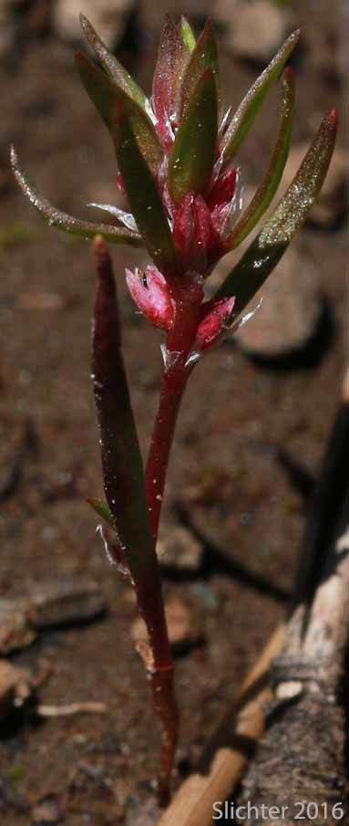 Kellogg's Knotweed: Polygonum polygaloides ssp. kelloggii (Synonyms: Polygonum kelloggii, Polygonum minutissimum, Polygonum unifolium)
