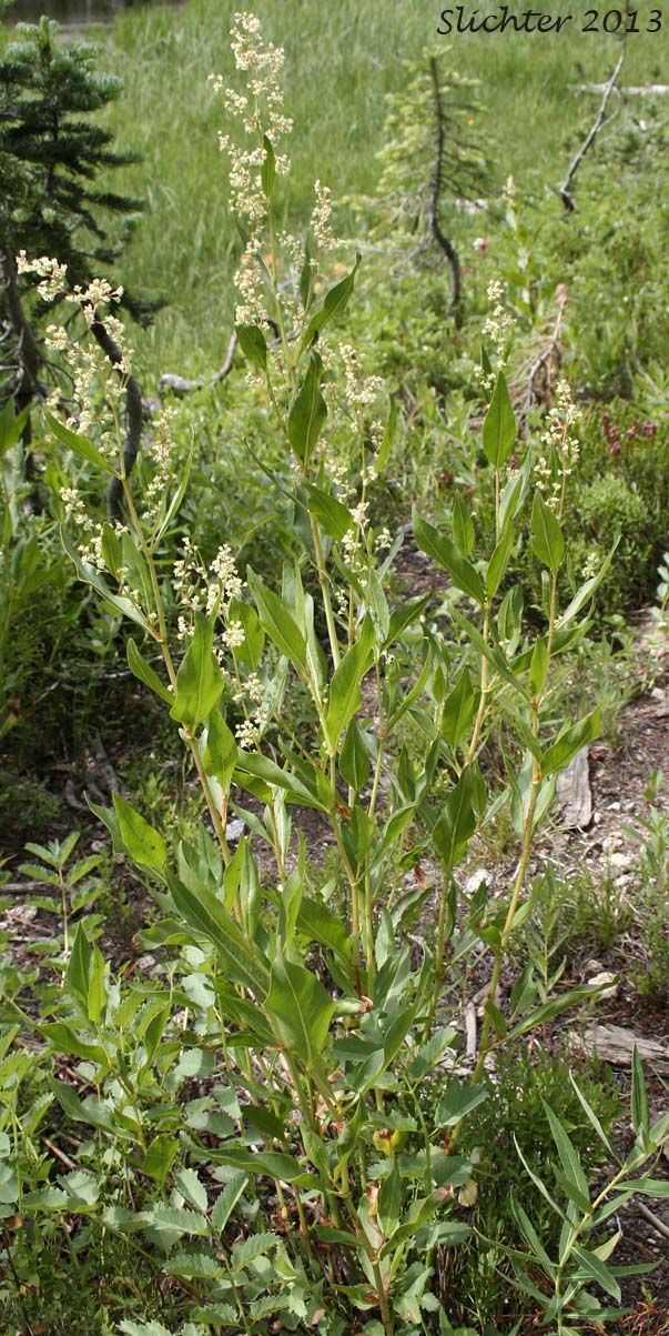 Pokeweed Fleeceflower, Alpine Knotweed, Jimson Knotweed: Aconogonon phytolaccifolium var. phytolaccifolium (formerly Polygonum phytolaccifolium)