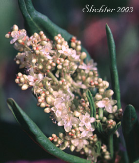 Inflorescence of Pokeweed Fleeceflower, Alpine Knotweed, Jimson Knotweed: Aconogonon phytolaccifolium var. phytolaccifolium (formerly Polygonum phytolaccifolium)