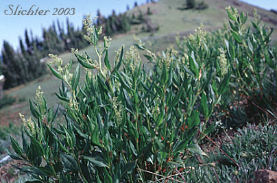 Pokeweed Fleeceflower, Alpine Knotweed, Jimson Knotweed: Aconogonon phytolaccifolium var. phytolaccifolium (formerly Polygonum phytolaccifolium)