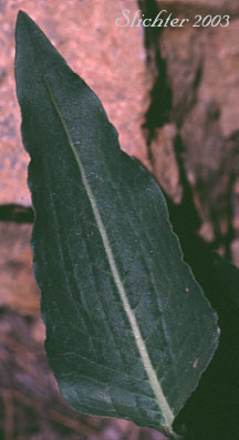 Leaf of Pokeweed Fleeceflower, Alpine Knotweed, Jimson Knotweed: Aconogonon phytolaccifolium var. phytolaccifolium (formerly Polygonum phytolaccifolium)