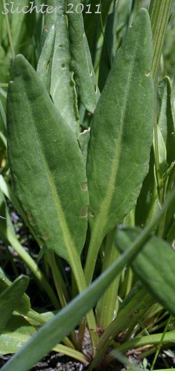 Basal leaves of Mountain Sorrel, Slender Meadow Dock: Rumex paucifolius (Synonym: Acetocella paucifolia)