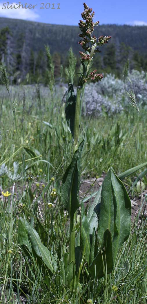 Mountain Sorrel, Slender Meadow Dock: Rumex paucifolius (Synonym: Acetocella paucifolia)