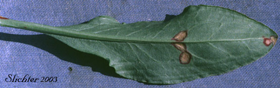 Ventral surface of a basal leaf of Mountain Sorrel, Slender Meadow Dock: Rumex paucifolius