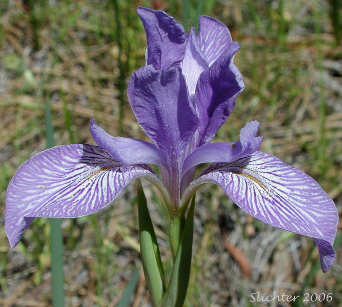 Close-up of the flower of Rocky Mountain Iris, Western Blue Flag, Western Iris: Iris missouriensis