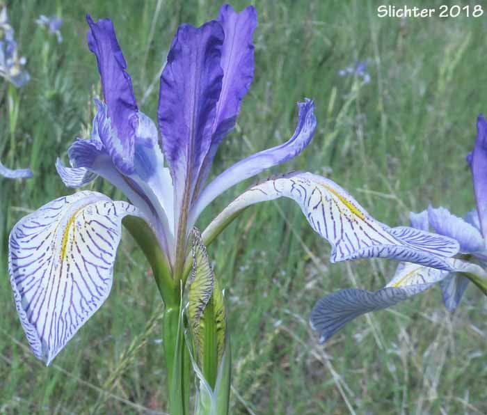 Rocky Mountain Iris, Western Blue Flag, Western Iris: Iris missouriensis