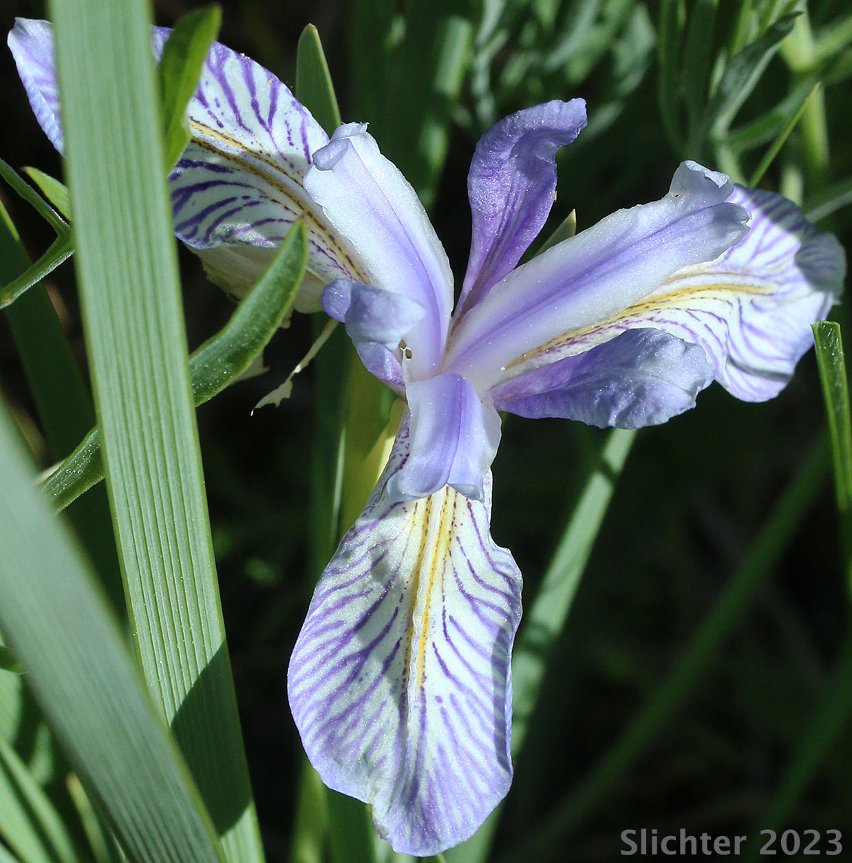 Iris Missiouriensis Seeds - Wild Blue Flag Iris Flower Seed