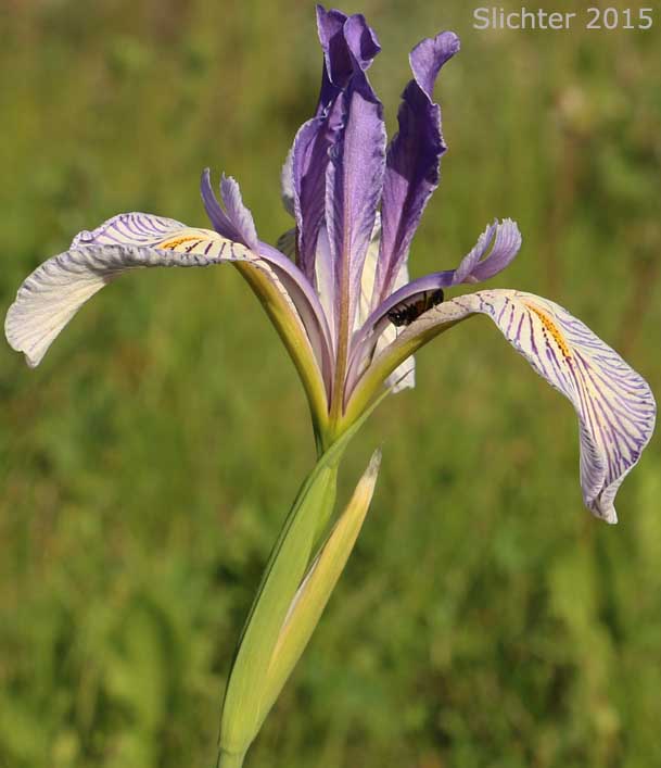 Rocky Mountain Iris, Western Blue Flag, Western Iris: Iris missouriensis
