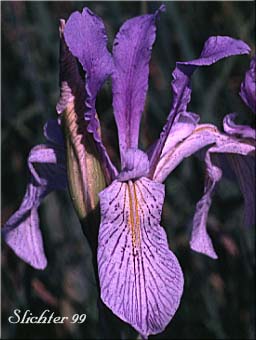 Flower of Rocky Mountain Iris, Western Blue Flag, Western Iris: Iris missouriensis