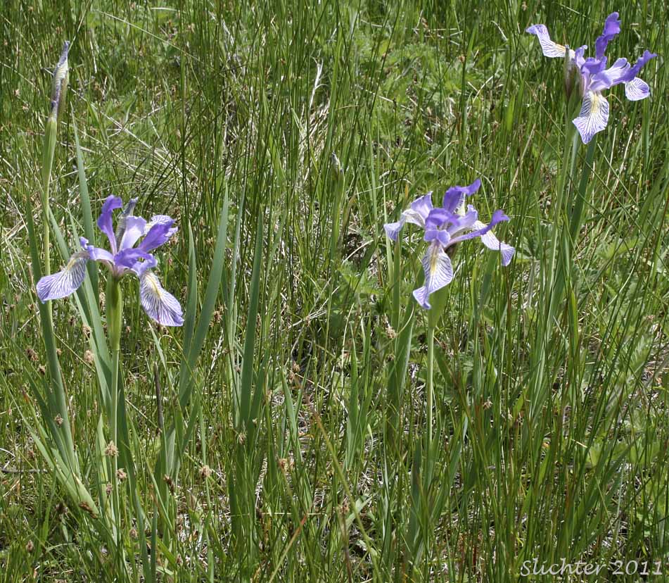 ocky Mountain Iris, Rocky Mt. Iris, Western Blue Flag: Iris missouriensis