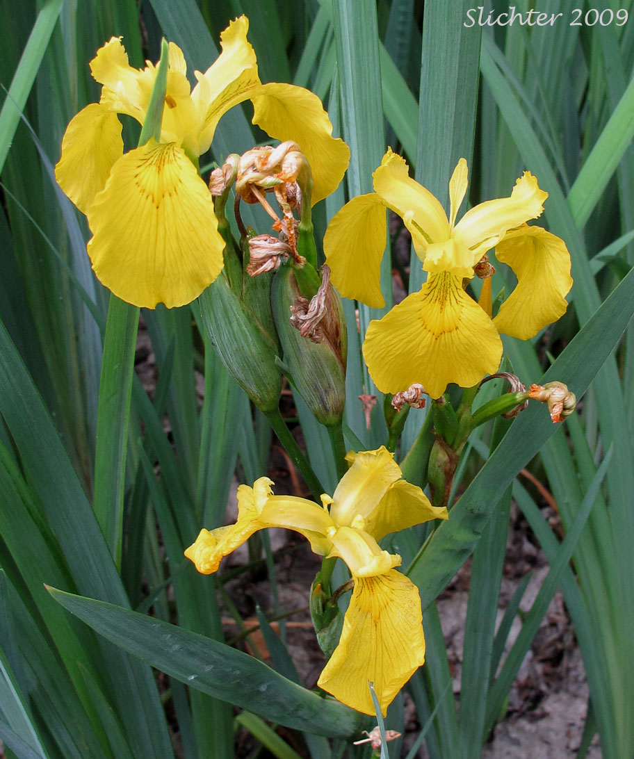 Pale Yellow Iris, Yellow Flag, Yellow Water Iris: Iris pseudacorus