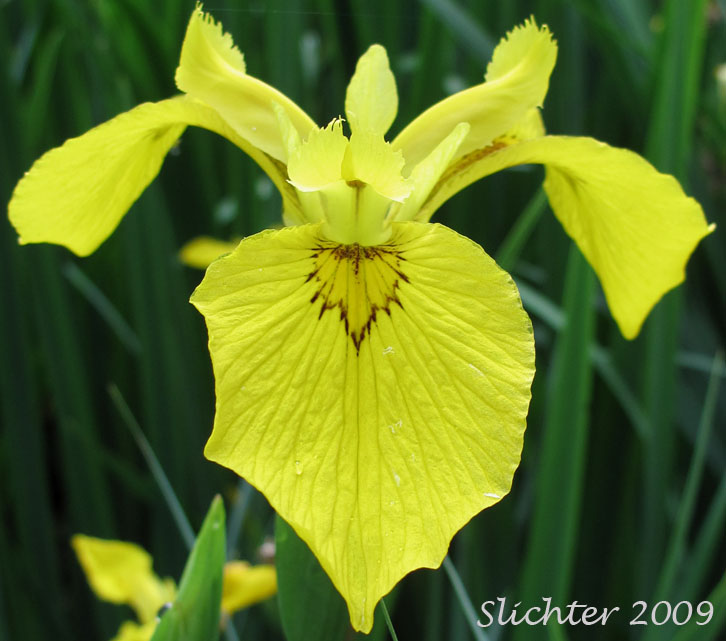 Flower of Pale Yellow Iris, Yellow Flag, Yellow Water Iris: Iris pseudacorus