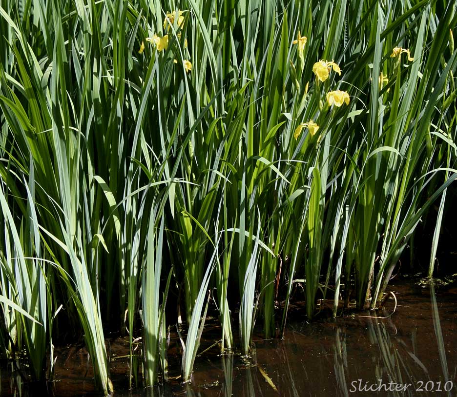 Pale Yellow Iris, Yellow Flag, Yellow Water Iris: Iris pseudacorus growing in shallow water along the Little Spokane River........May 23, 2010.