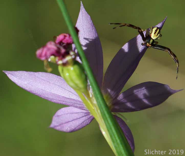 Grass Widow, Grass Widows, Inflated Purple-eyed Grass, Purple-eyed Grass: Olsynium inflatum var. inflatum  (Synonyms: Olsynium inflatum, Sisyrinchium douglasii var. inflatum Sisyrinchium inflatum)