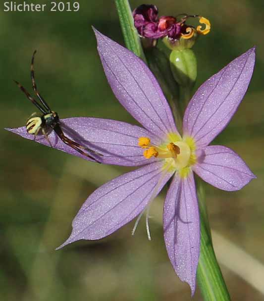 Grass Widow, Grass Widows, Inflated Purple-eyed Grass, Purple-eyed Grass: Olsynium inflatum var. inflatum  (Synonyms: Olsynium inflatum, Sisyrinchium douglasii var. inflatum Sisyrinchium inflatum)