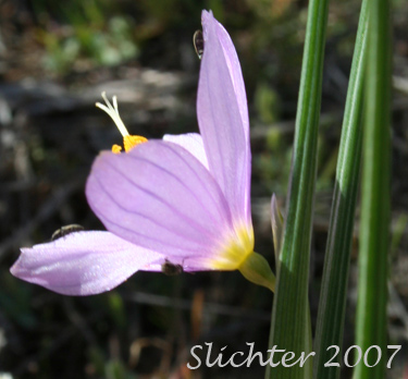 Flower of Grass Widow, Grass Widows, Inflated Purple-eyed Grass, Purple-eyed Grass: Olsynium inflatum var. inflatum  (Synonyms: Olsynium inflatum, Sisyrinchium douglasii var. inflatum Sisyrinchium inflatum)