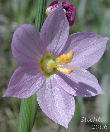 Flower of Grass Widow, Grass Widows, Inflated Purple-eyed Grass, Purple-eyed Grass: Olsynium inflatum var. inflatum  (Synonyms: Olsynium inflatum, Sisyrinchium douglasii var. inflatum Sisyrinchium inflatum)