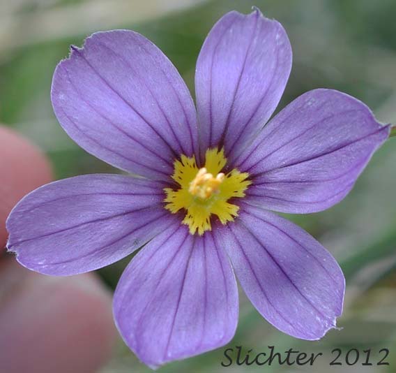 Flower of Idaho Blue-eyed Grass: Sisyrinchium idahoense