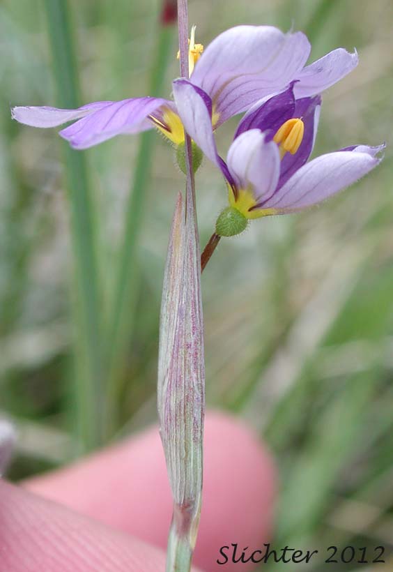 Close-up sideview of the flowers of Idaho Blue-eyed Grass: Sisyrinchium idahoense