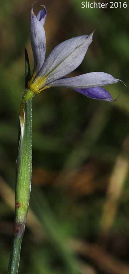 Idaho Blue-eyed Grass: Sisyrinchium idahoense