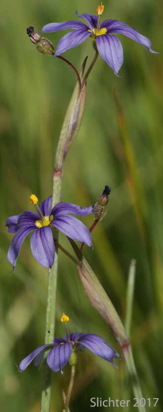 Inflorescence of Idaho Blue-eyed Grass: Sisyrinchium idahoense