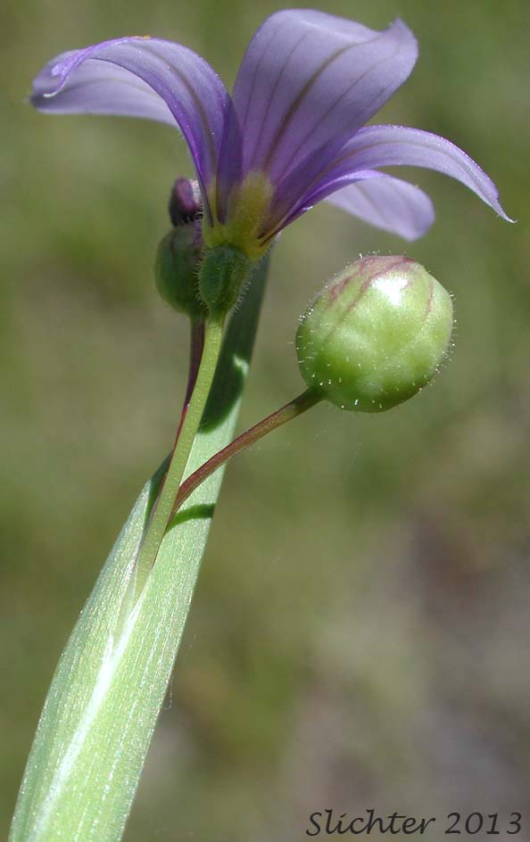 Idaho Blue-eyed Grass: Sisyrinchium idahoense var. occidentale