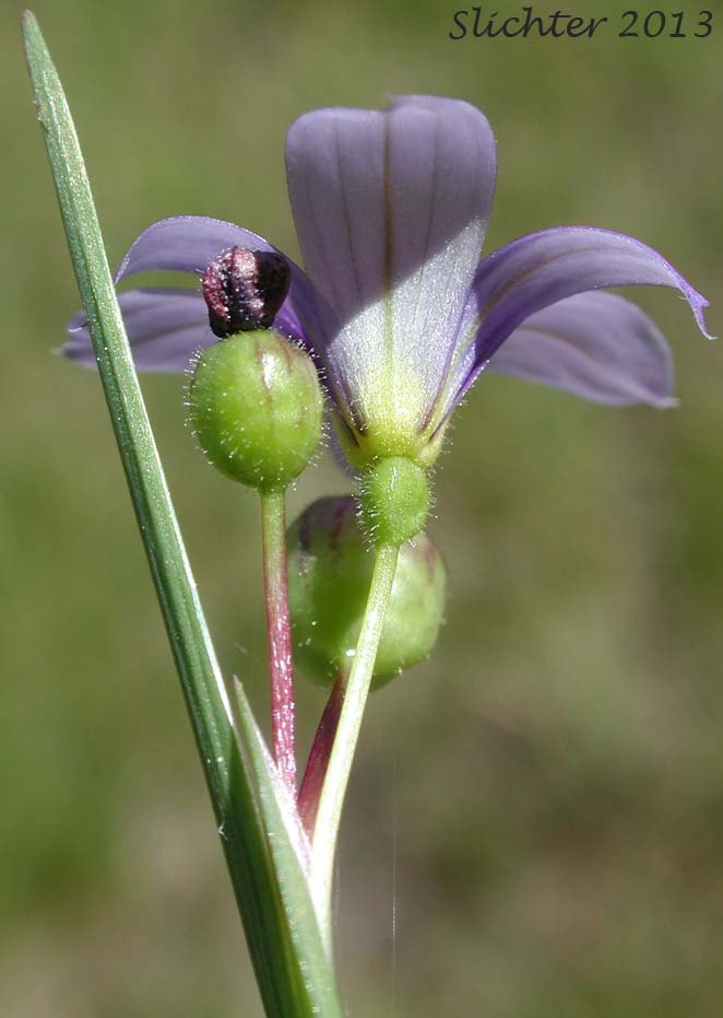 Idaho Blue-eyed Grass: Sisyrinchium idahoense var. occidentale