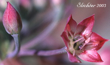 Bud and flower of Sierra Onion: Allium campanulatum