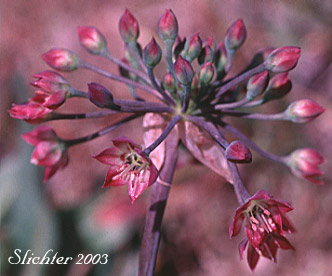 Inflorescence of Sierra Onion: Allium campanulatum