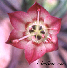 Flower of Sierra Onion: Allium campanulatum
