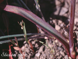 Leaf of Sierra Onion: Allium campanulatum