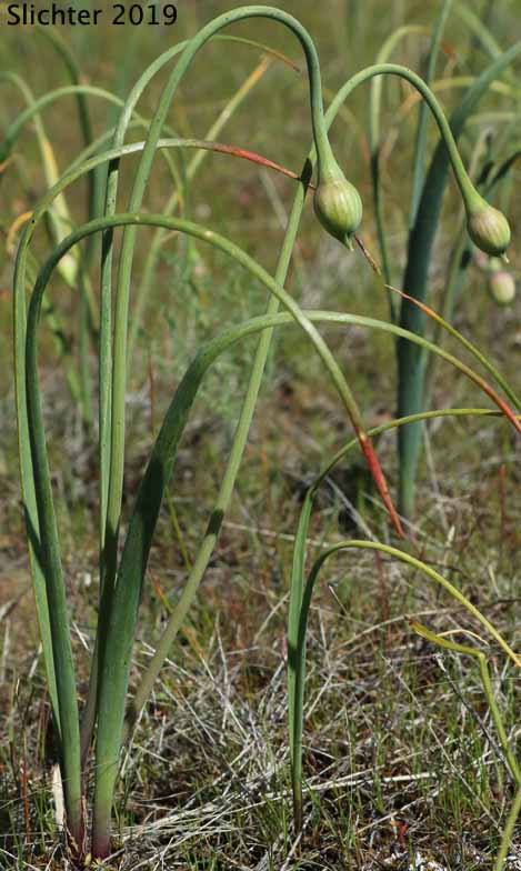 Columbian Onion: Allium columbianum (Synonym: Allium douglasii var. columbianum)